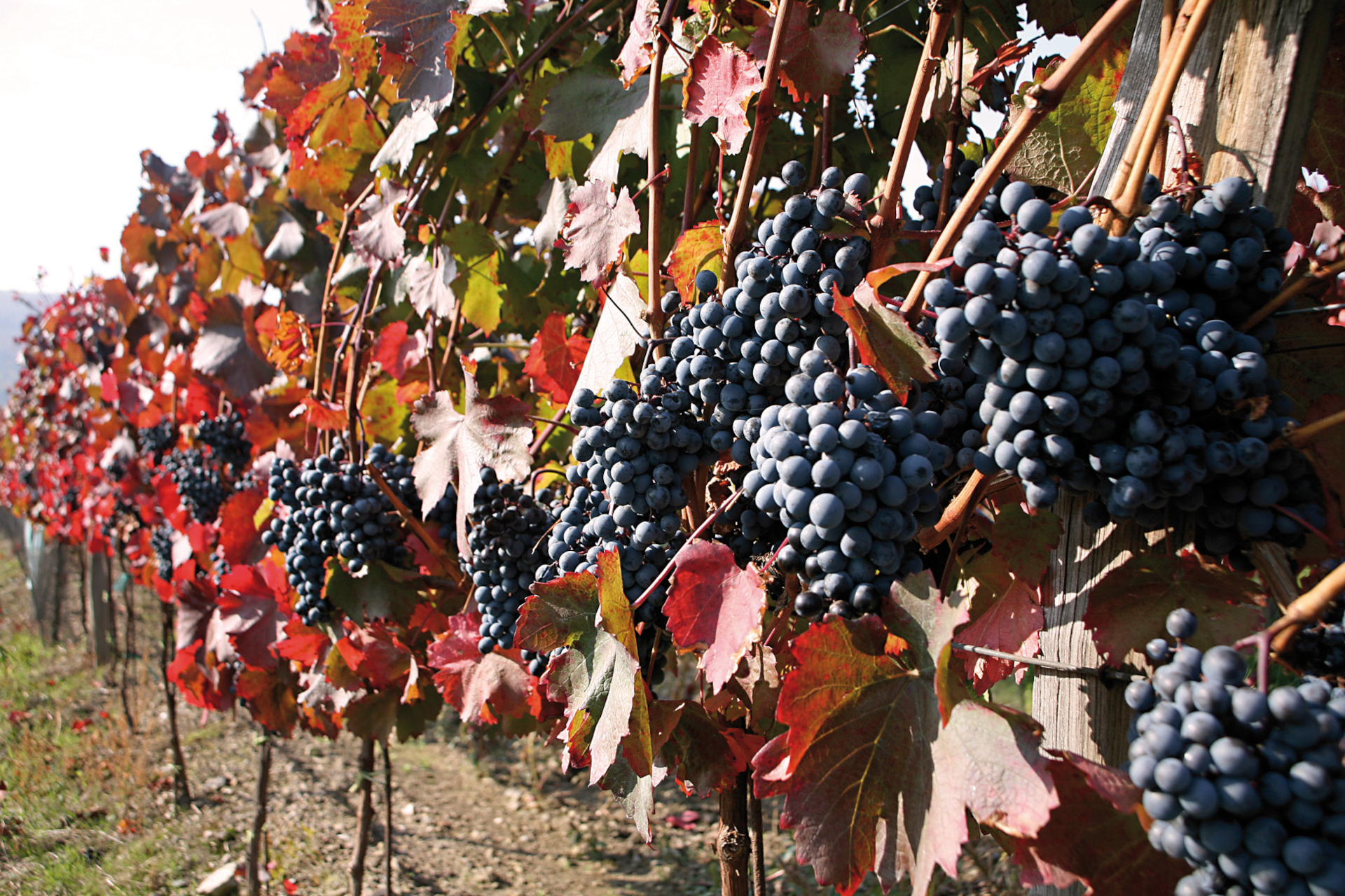 red grapes in the vineyard