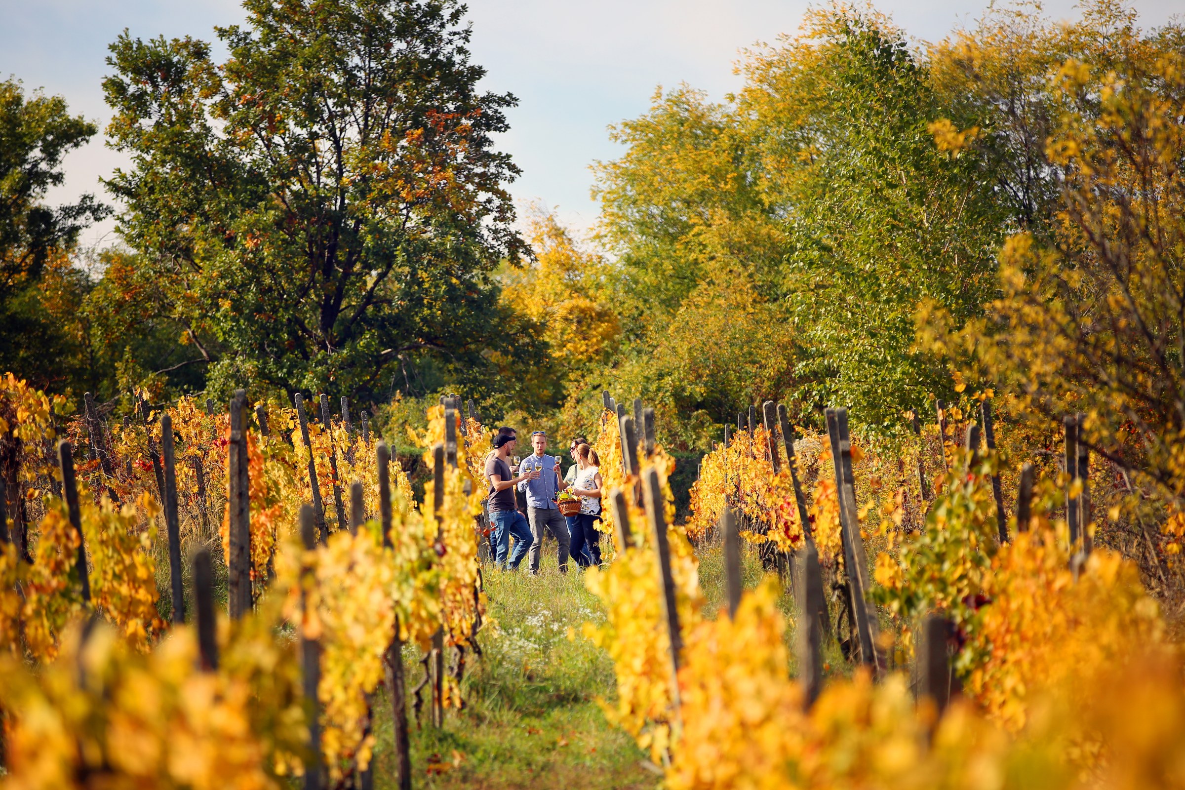 tourists during a tour in the middle of the vineyard in svätý jur